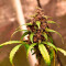 Bloody Skunk Auto (Sweet Seeds)