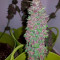 Black Cream Auto feminized seeds for sale: information and reviews