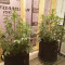 CBD Lemon Seeds from Herbies Seeds - Cannabis Strain Seeds for Sale