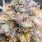 Jack 47 Seeds - Cannabis Strain Seeds for Sale