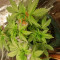 Achetez des graines féminisées Grandmommy Purple par Herbies Seeds