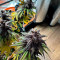 Auto Purple Seeds (Pyramid Seeds) - Cannabis Strain Seeds for Sale