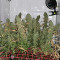 Malawi Seeds - Cannabis Strain Seeds for Sale