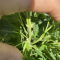 Mimosa EVO Seeds (Barney’s Farm) - Cannabis Strain Seeds for Sale