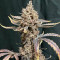 Tropicana Cookies Seeds - Cannabis Strain Seeds for Sale
