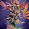 Semi di cannabis Purple Lemonade Fast Flowering fem in vendita