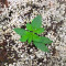 Sementes feminizadas de Sour Mac F1 (Seedkeepers)