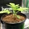 Apple & Bananask Seeds