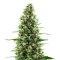Birthday Cake Seeds