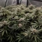 Biscotti Auto Seeds (Green House Seeds)