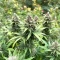 Black Berry OG feminized seeds