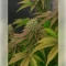 Black Cherry Gushers Seeds