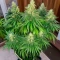 CBD Mazar Seeds