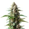 Extraction RS11 Seeds