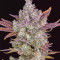 Gorilla Cookies Auto feminized seeds
