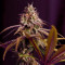 Hash Fruit Regular (CannaBioGen)