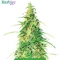 High-THC Bundle #1