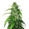 Holy Grail Kush (DNA Genetics)