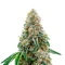 Honey Dipper feminisierte Samen (Green House Seeds)