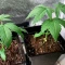 Kyle’s Sweet Island Seeds
