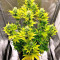 Lavender feminized seeds