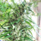 Malawi Seeds
