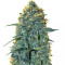 Mozzarella feminized seeds