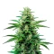 OG Kush Auto Seeds