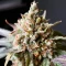 Sementes Feminizadas de Rainbow Melon (Fast Buds)