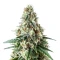 Respect 4 Gorilla (Expert Seeds) feminized seeds
