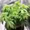 Graines de cannabis Royal Gorilla (RQS)