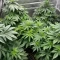 RS11 Seeds (Barney's Farm)
