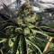 Shiskaberry Feminized Seeds (Barney’s Farm)