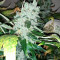 Shogun Seeds