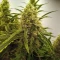 Skywalker Auto Seeds