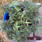 Smurfberry Auto feminized seeds