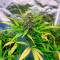 Bruce Banner Autoflower (Herbies Seeds)