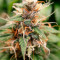 Sour Diesel (Herbies Seeds)