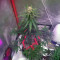 Auto Monster Mass (Critical Mass Collective Seeds)