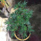 Graines féminisées d’Afghani #1 (Sensi Seeds)