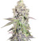 Auto Purple Gorilla feminized seeds