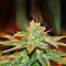 Bangi Haze (Ace Seeds)