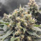 Black Jack Seeds