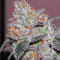 Brain Cake feminized seeds