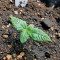 Bruce Banner #3 Fast strain