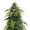 Cheese Autoflowering CBD feminized seeds
