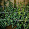Cherry Bomb Auto (Bomb Seeds)