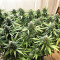 Critical (Big Head Seeds)