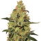 Graines de cannabis Cum Laude (Positronics Seeds)