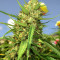 Ghost Rider OG Seeds